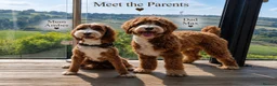 Australian Labradoodle dogs for sale: Exceptional Australian Labradoodles - Advert 3