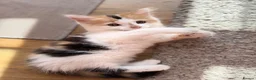 Mixed Breed cats for sale: 4x Kittens Ready For New Home - Advert 6
