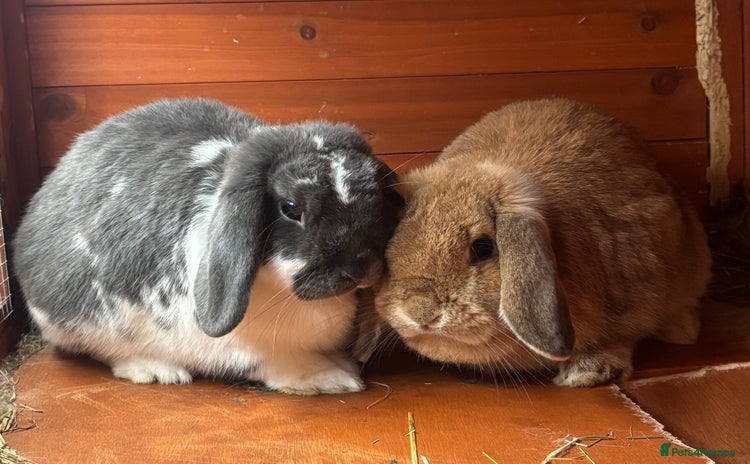 Mini Lop rabbits - Advert 1