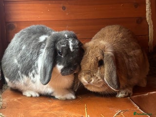 Mini Lop rabbits - Advert 24