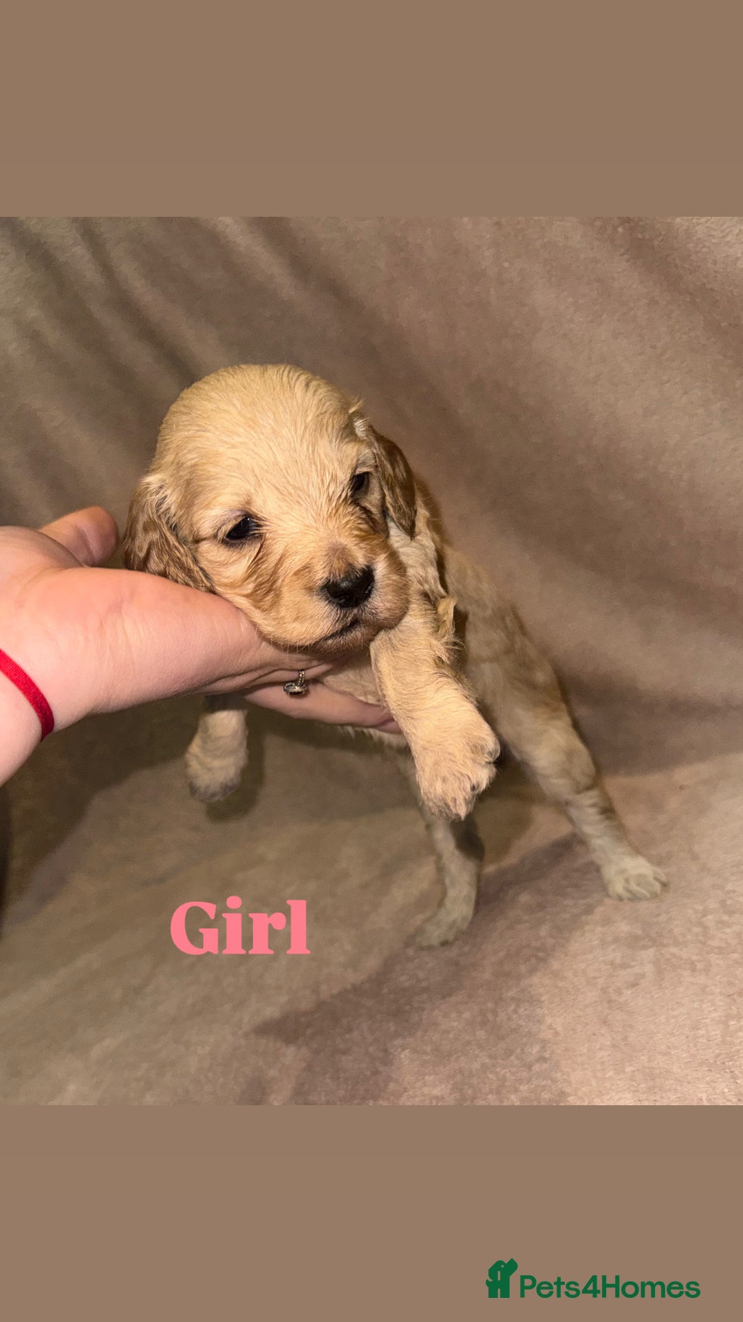 Cockapoo dogs for sale: Cockapoo Puppies  - Advert 8