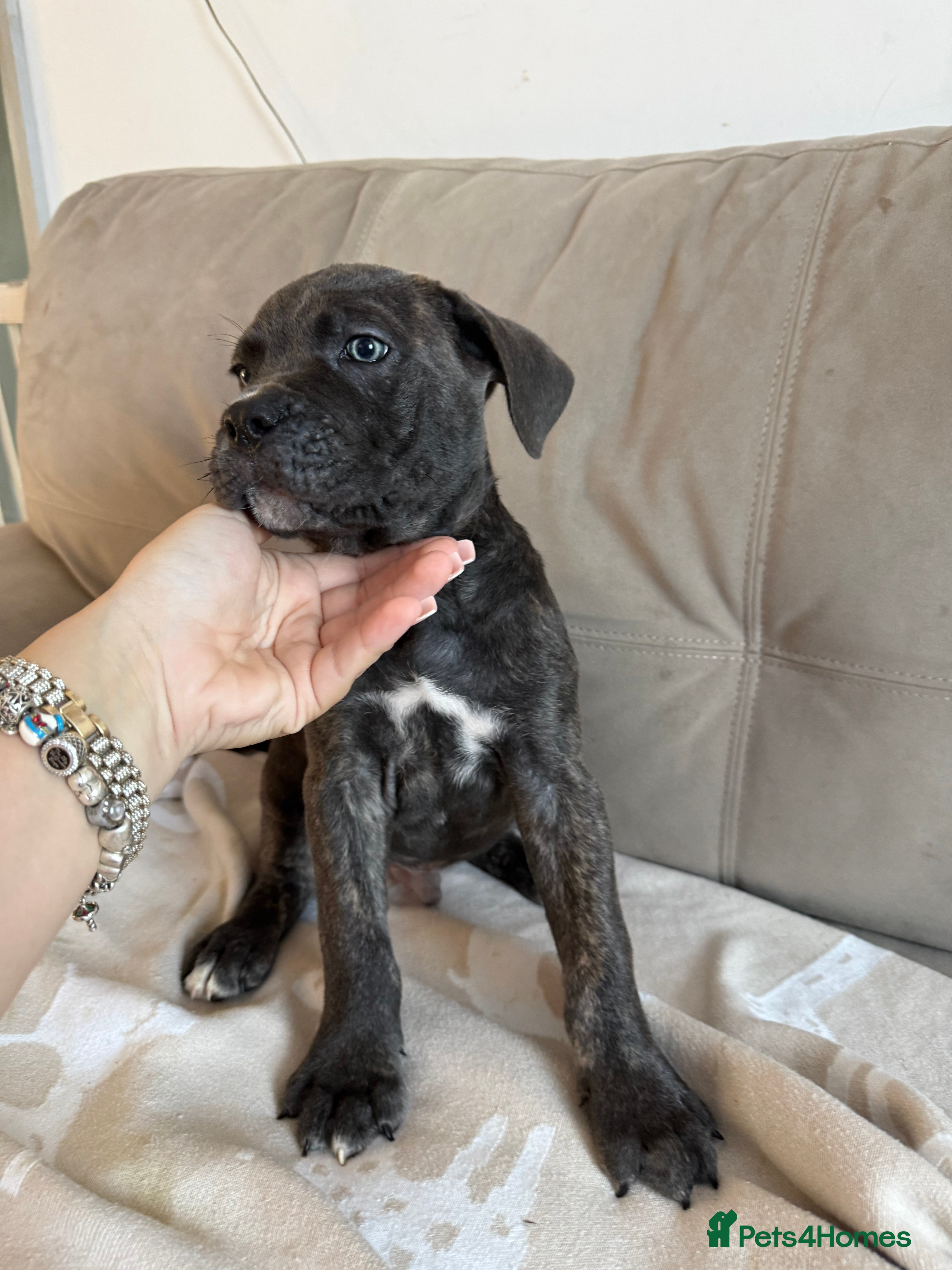 Cane Corso dogs Now ready to leave!🥰 - Advert 2
