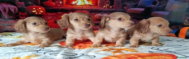 Miniature Dachshund Puppy 5