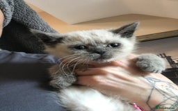 British Shorthair cats for sale: Stunning fluffy kittens  - Image 38