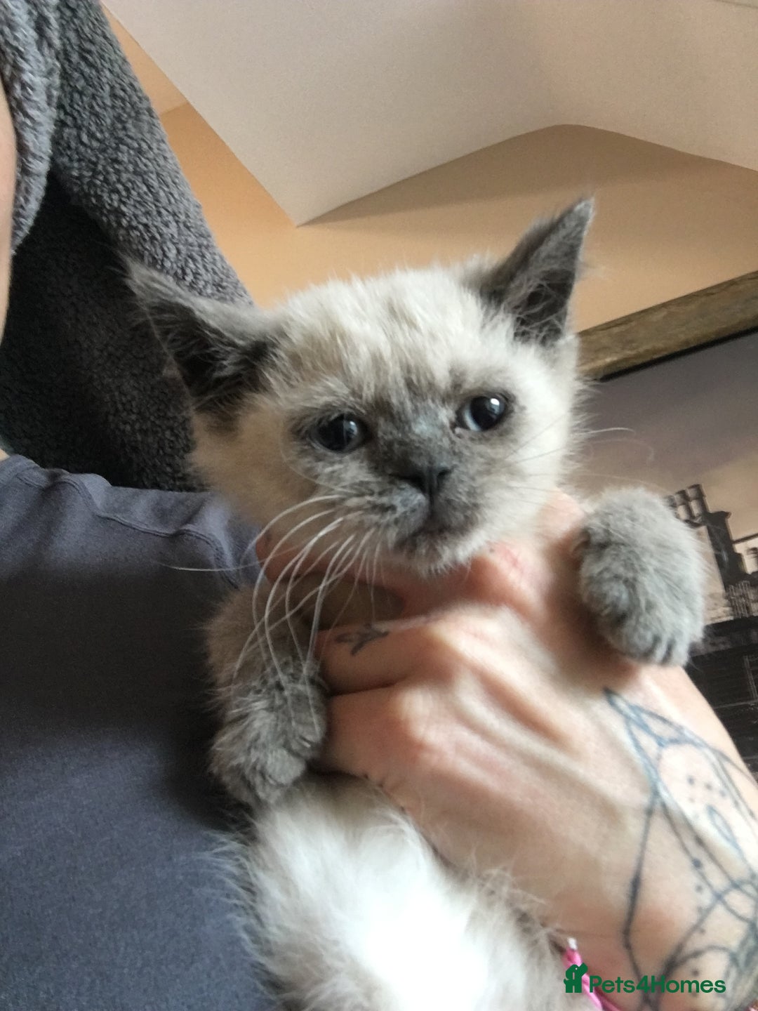 British Shorthair cats for sale: Stunning fluffy kittens  - Image 38
