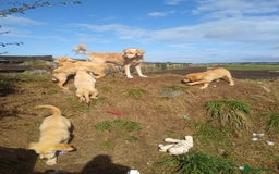 Golden Retriever dogs for sale: Wonderful,playful ,adventurous happy little furs😍 - Image 13