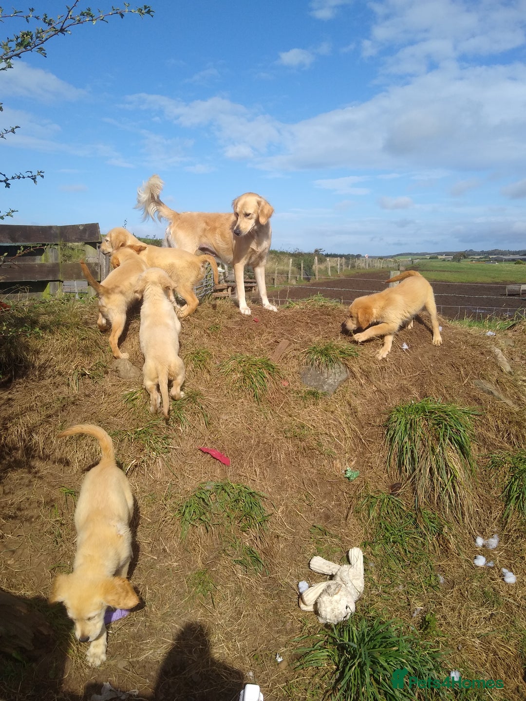 Golden Retriever dogs for sale: Wonderful,playful ,adventurous happy little furs😍 - Image 13