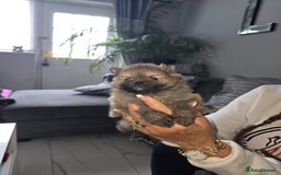 Pomeranian dogs for sale: Beautiful miniature Pomeranians  - Image 12