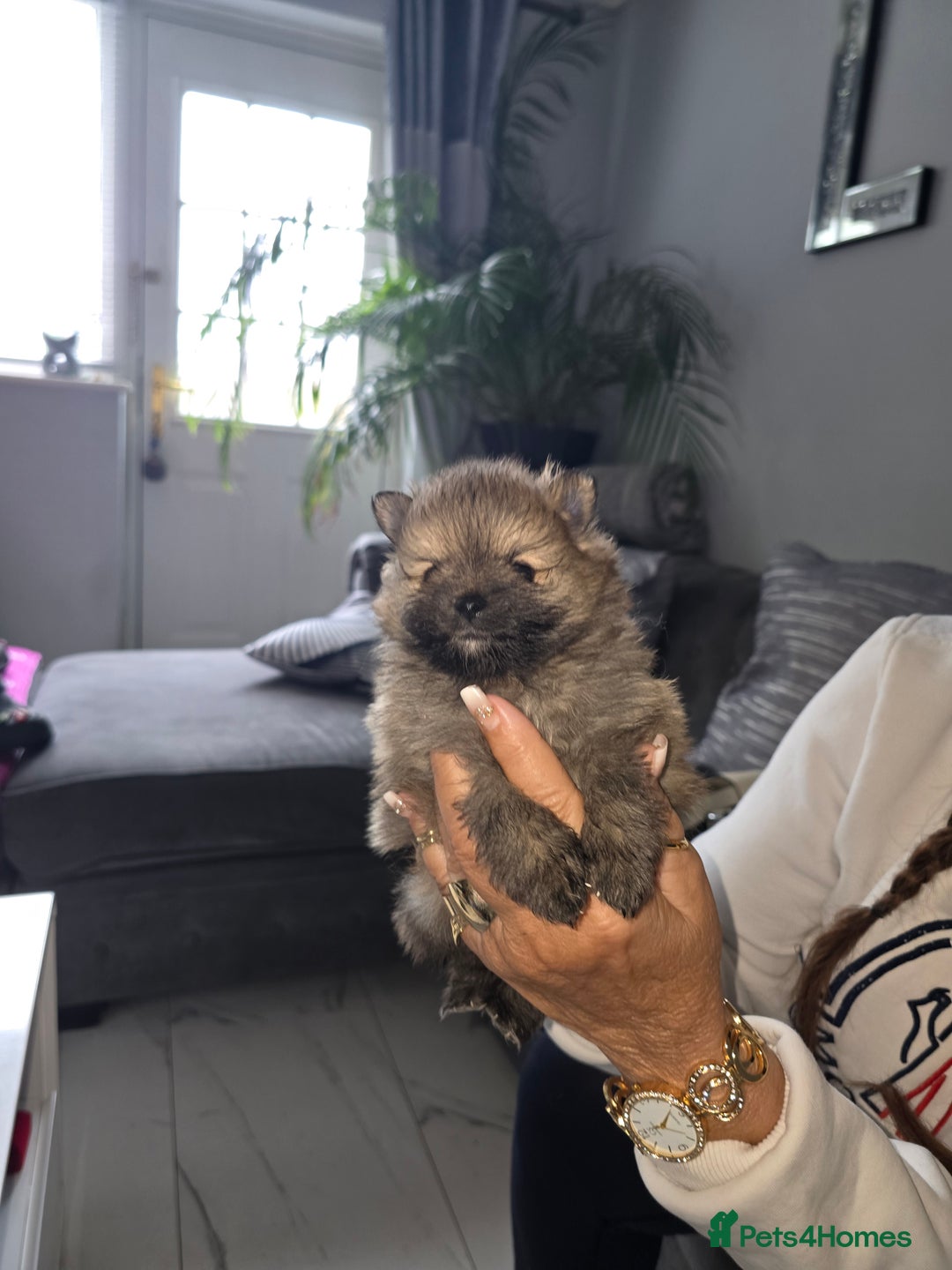 Pomeranian dogs for sale: Beautiful miniature Pomeranians  - Image 12