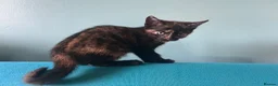 Mixed Breed cats for sale: Sweet sociable kittens - Advert 17