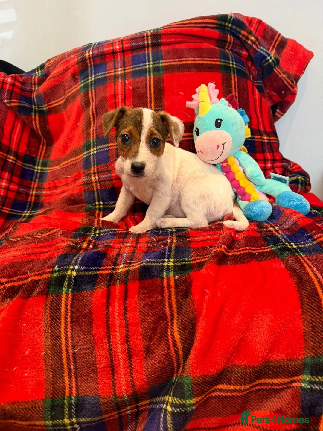 Jack Russell dogs for sale: Stunning Jack Russel pups ready to go  - Advert 1