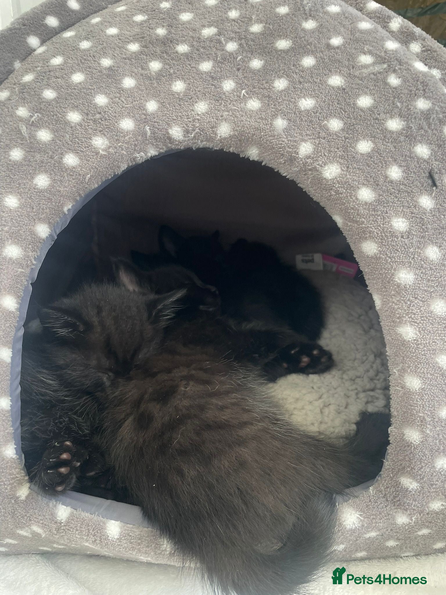 Mixed Breed cats for sale: X2 female 1/2 Russian blue kittens ready🏠’s - Advert 8