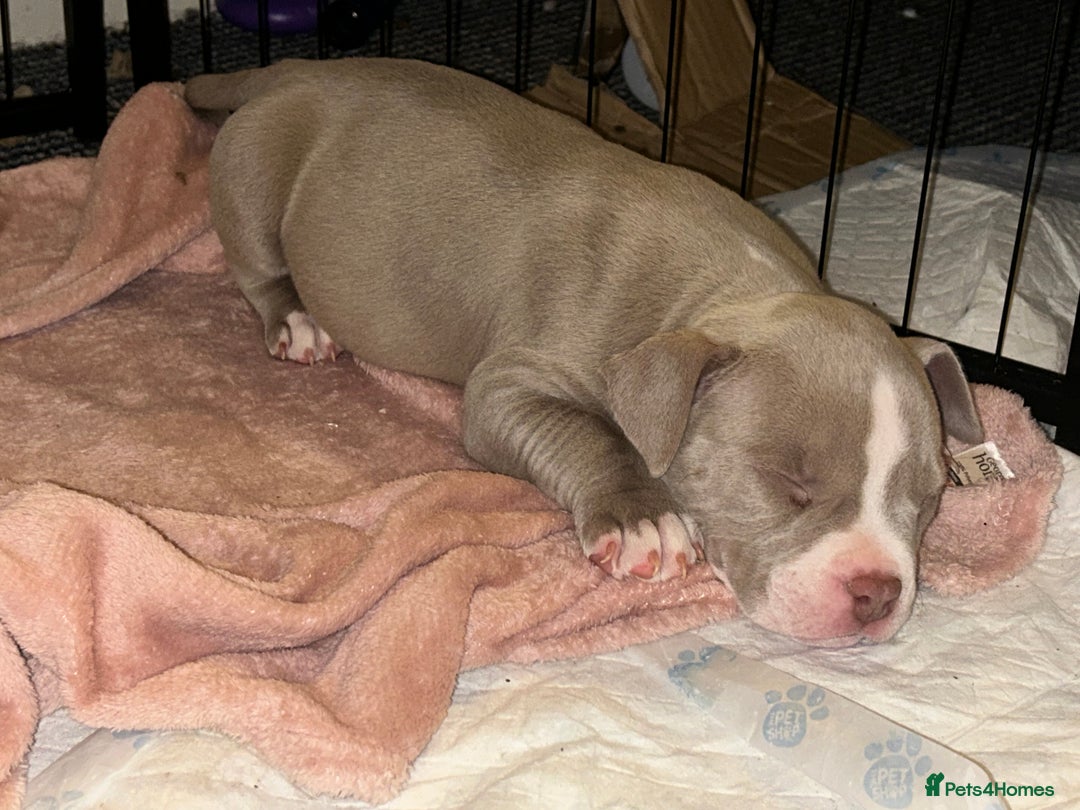 American Bulldog dogs for sale: Pocket bully girl  - Advert 7