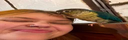 Conures birds for sale: Green Cheek Conure Looking for His Forever Home - Advert 13