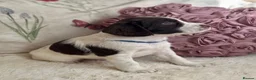Sprocker dogs for sale: Sprocker Spaniel pups  in Stranraer - Advert 5