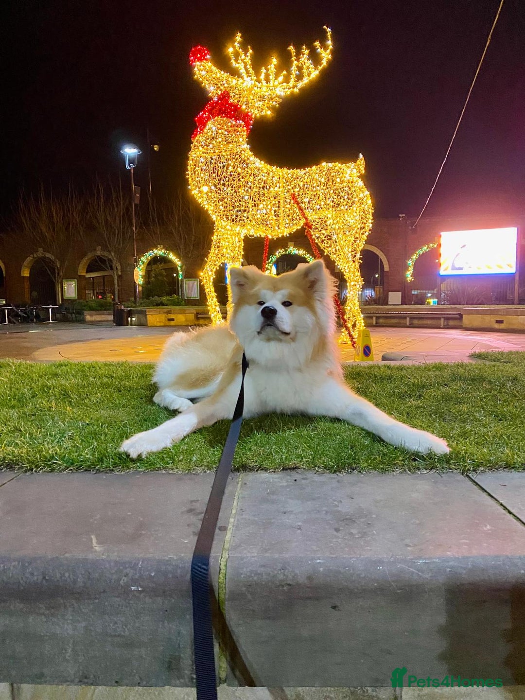 Japanese Akita Inu dogs for stud: 5- Generation KC Pedigree Japanese Akita - inu - Advert 7