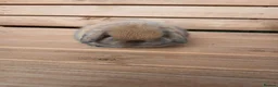 Mini Lop rabbits for sale: (ON HOLD) Stunning purebred mini lop baby buck - Advert 5