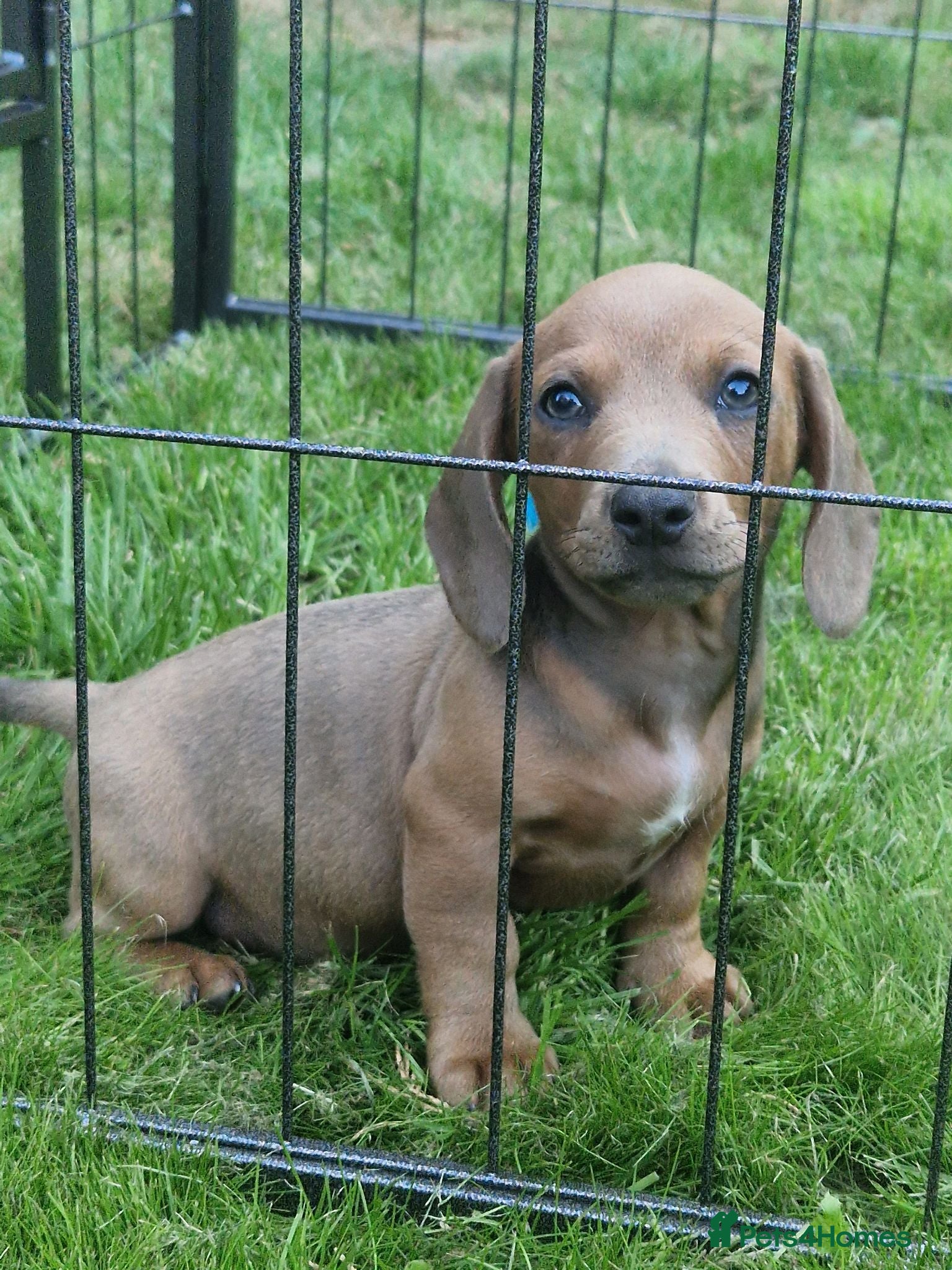 Mixed Breed dogs READY NOWPatterjack x daxie 2boys 2Girl available  - Advert 21