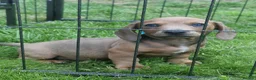 Mixed Breed dogs for sale: READY NOWPatterjack x daxie 2boys 2Girl available  - Advert 1