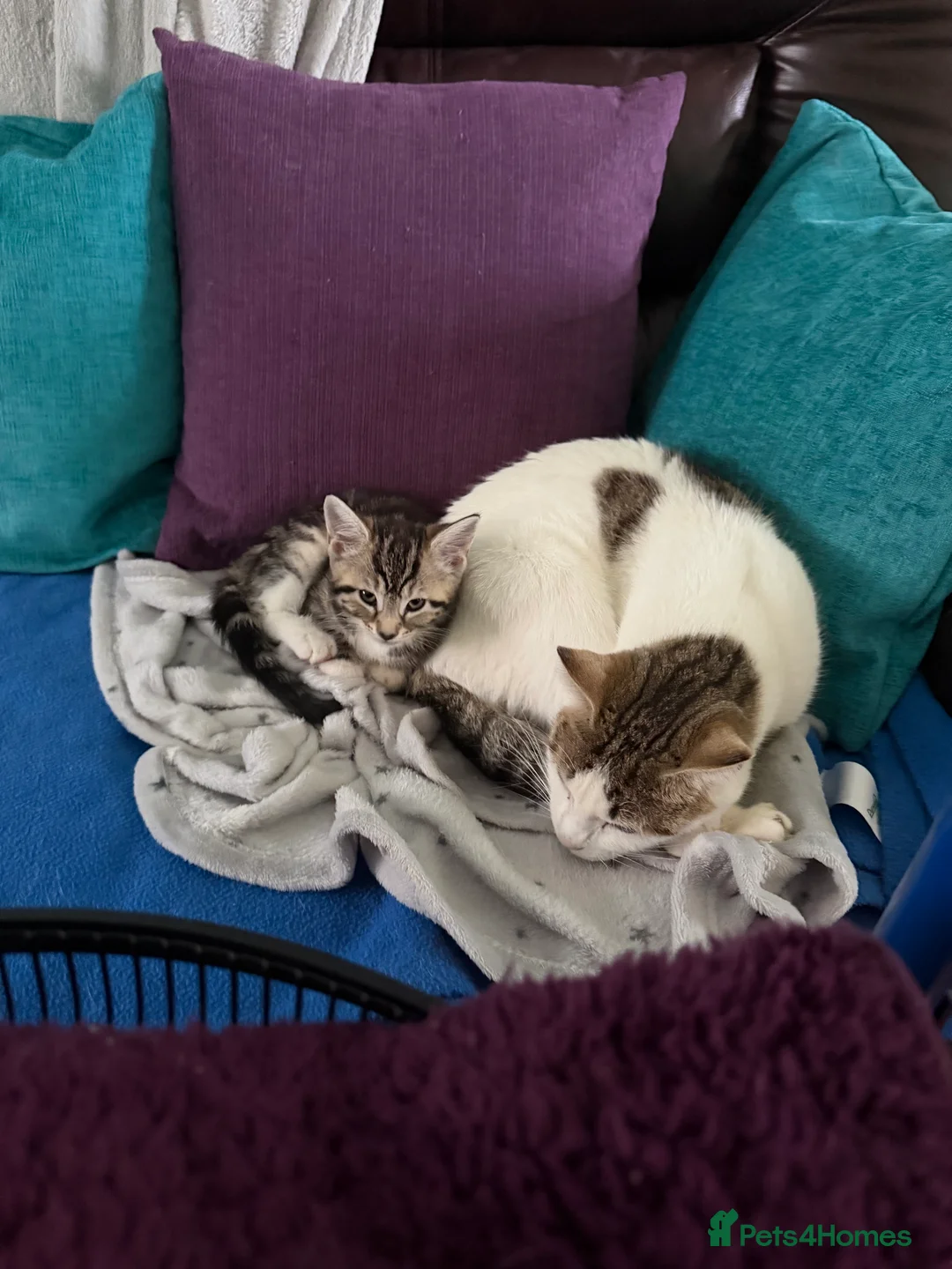 British Shorthair cats for sale: Kittens for sale  in Wellingborough - Advert 2