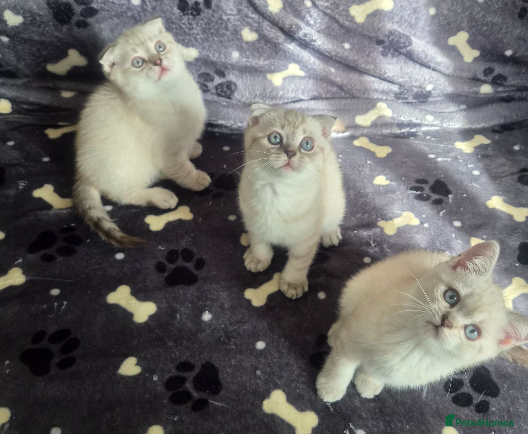 Scottish Fold cats Scottish Fold &Scottish Straight - Advert 1