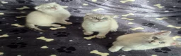 Scottish Fold cats for sale: Scottish Fold &Scottish Straight - Advert 1