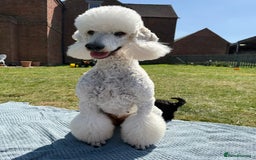 Irish Doodle dogs for sale: 6 beautiful F1b Irish Doodle puppies ❤️🐶 - Image 24