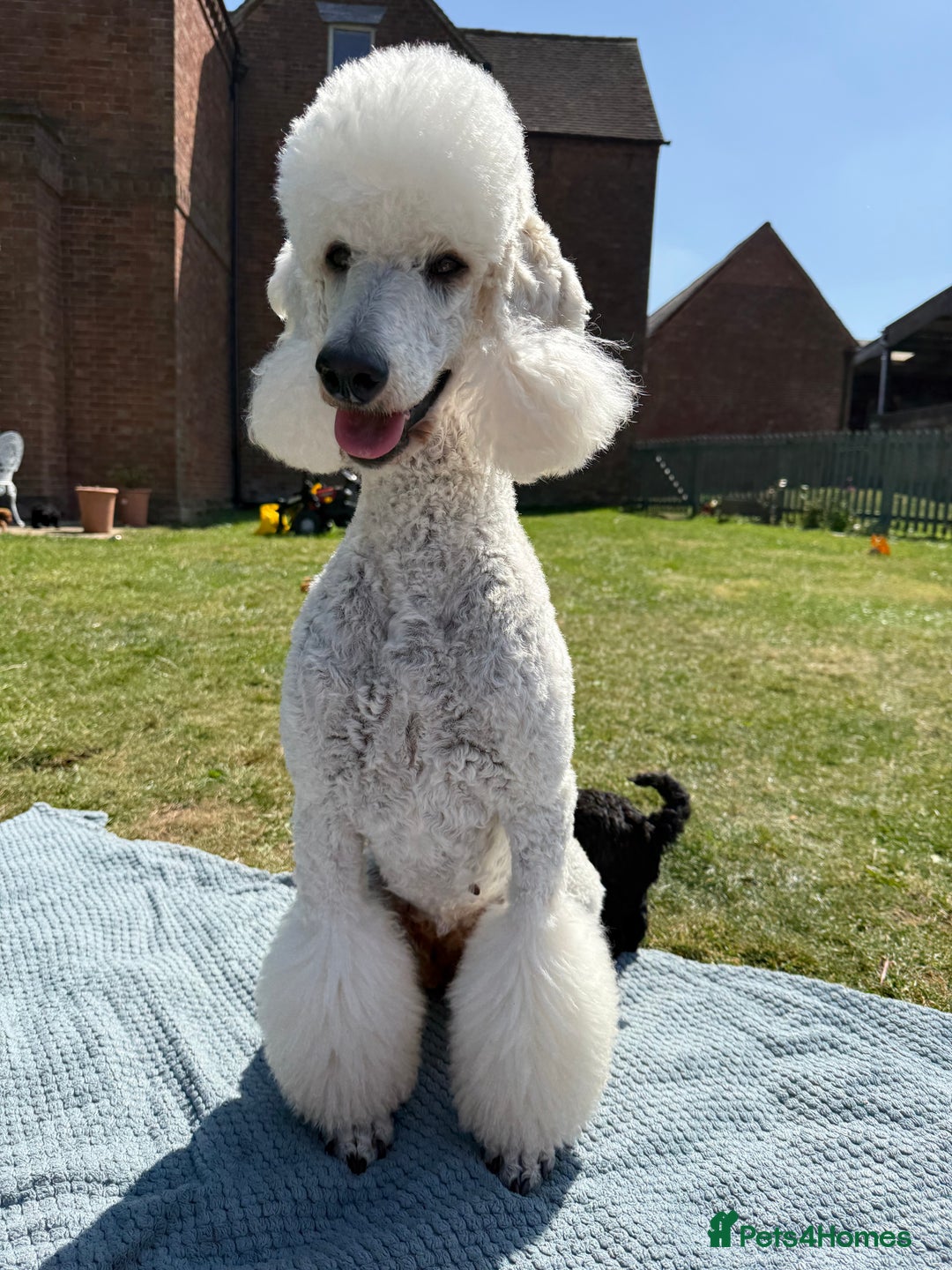 Irish Doodle dogs for sale: 6 beautiful F1b Irish Doodle puppies ❤️🐶 - Image 24