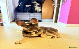 French Bulldog dogs for sale: Flawless French bulldog  - Image 3