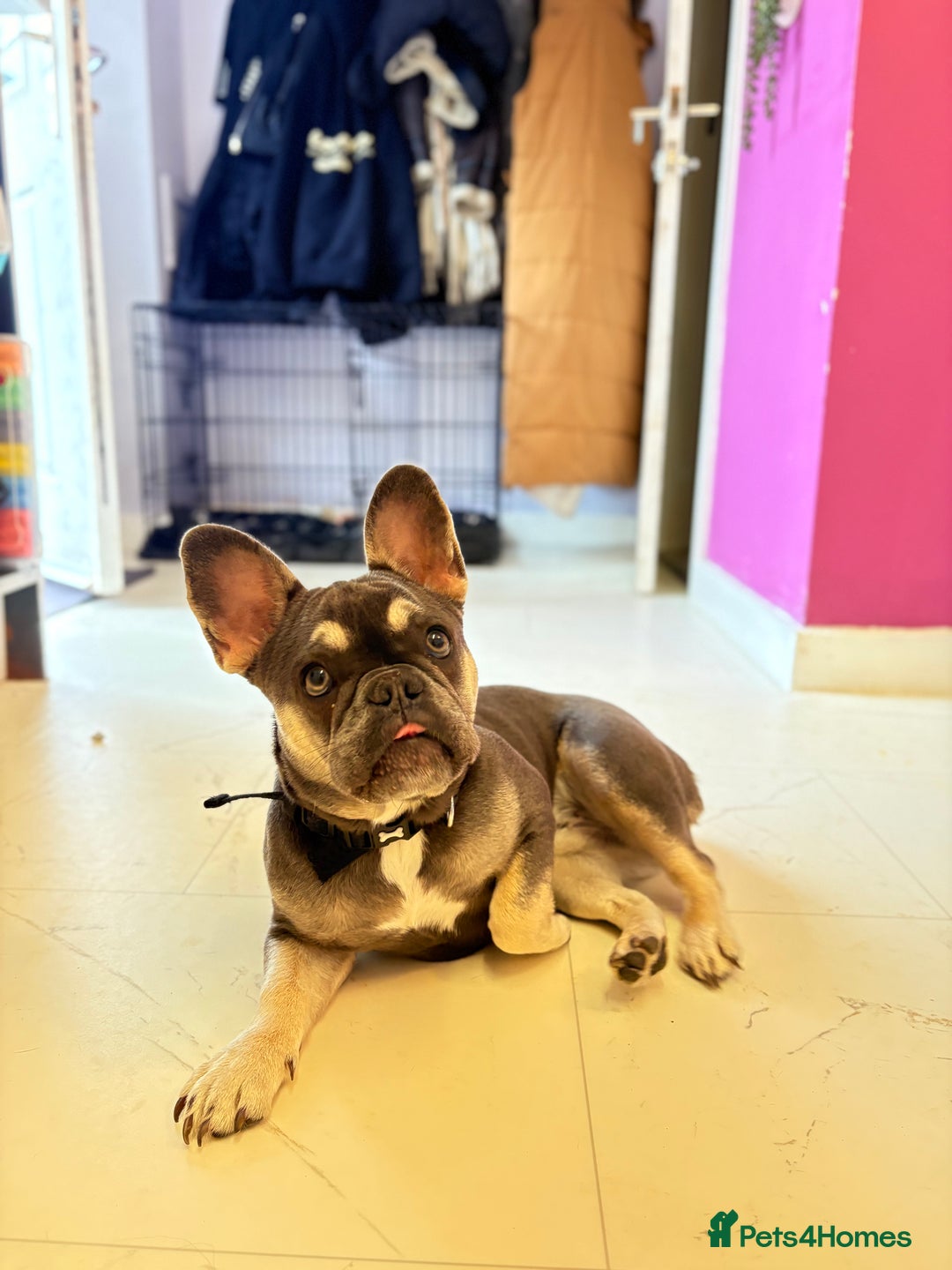 French Bulldog dogs for sale: Flawless French bulldog  - Image 3