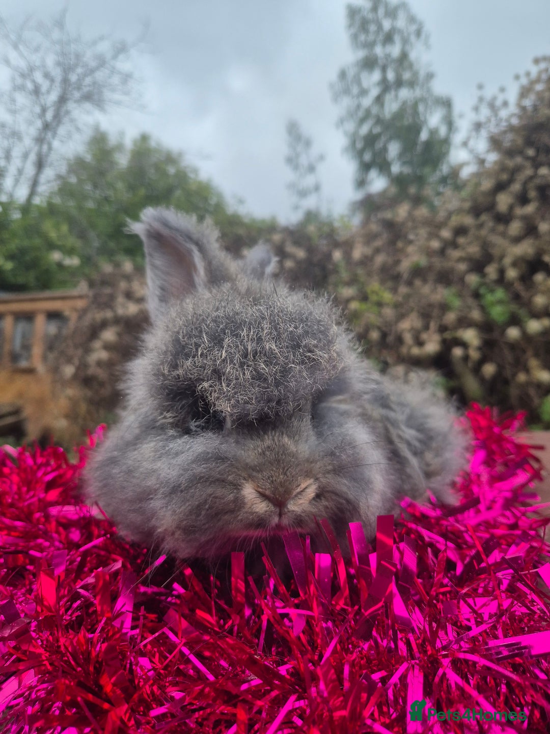 Angora rabbits for sale: 🧡 fulled faced imported parents 🇫🇷 bunnies 🧡 - Advert 32