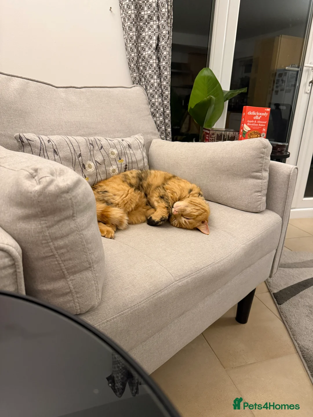 Domestic Shorthair cats for sale: Female Ginger Tabby Looking for Forever Home in Kidlington - Advert 7