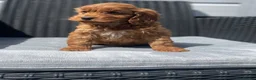 Cockapoo dogs for sale: beautiful Cockapoo ready now 😍😍 - Advert 3