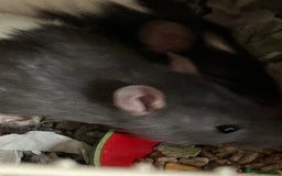 Rat rodents for sale: 3 males rats and cage  - Image 3
