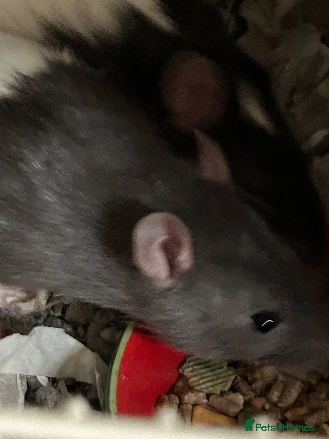 Rat rodents for sale: 3 males rats and cage  - Image 3