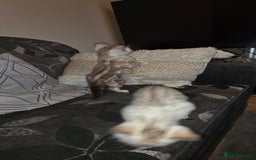 Bengal cats for sale: Full bred snow bengal kittens  - Image 3