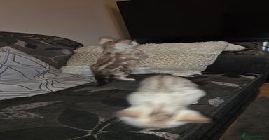 Bengal cats - Advert 1