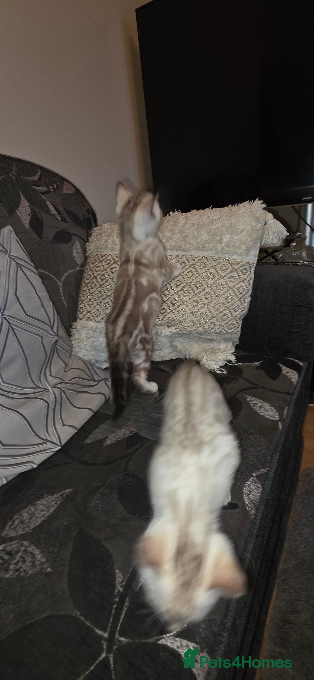 Bengal cats for sale: Full bred snow bengal kittens  - Image 3