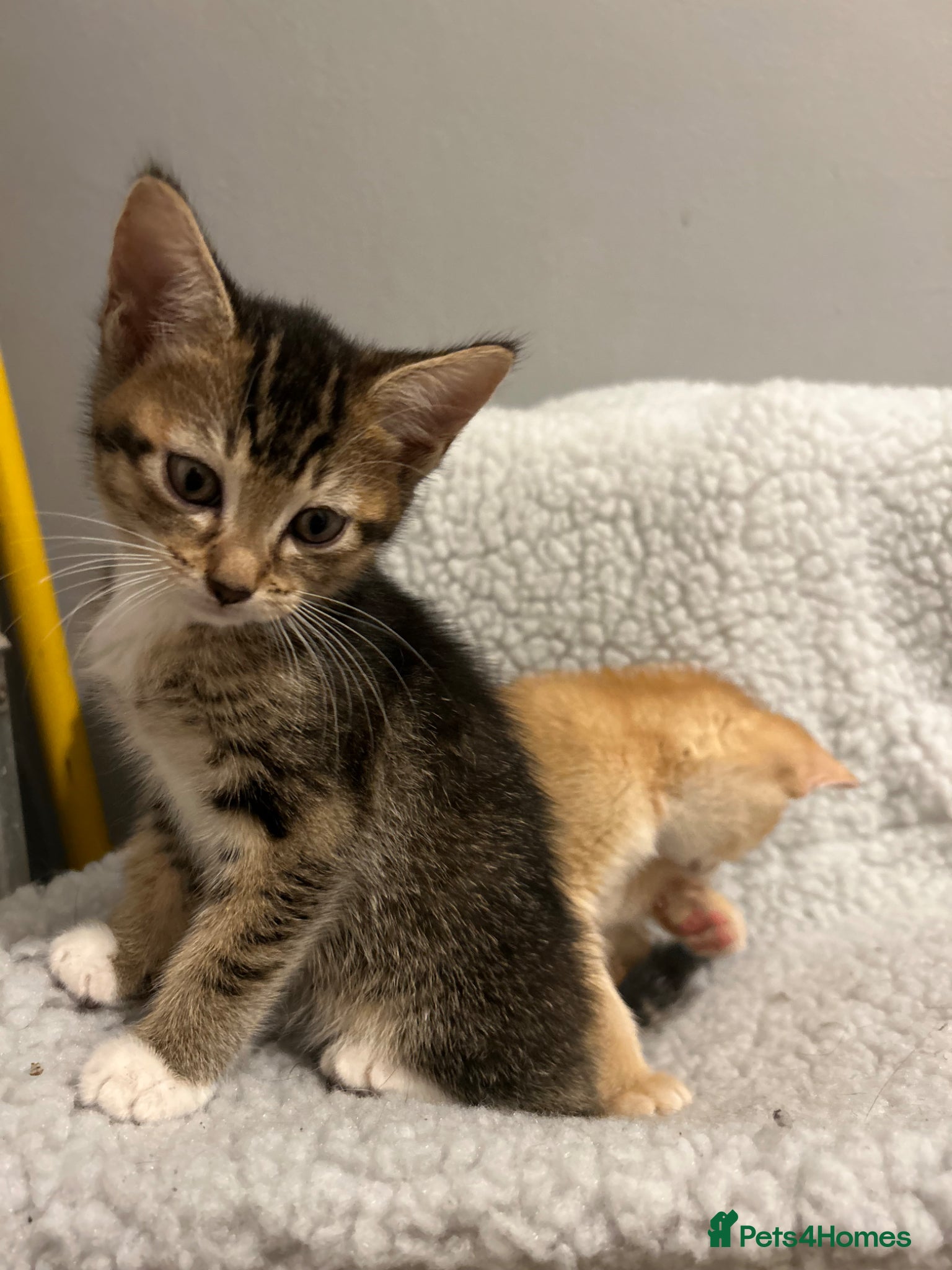 Mixed Breed cats for sale: 🚨GORGEOUS KITTENS READY TO LEAVE 🚨 - Advert 10
