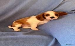 Cavalier King Charles Spaniel dogs for sale: Stunning Cavalier Puppies - Image 9
