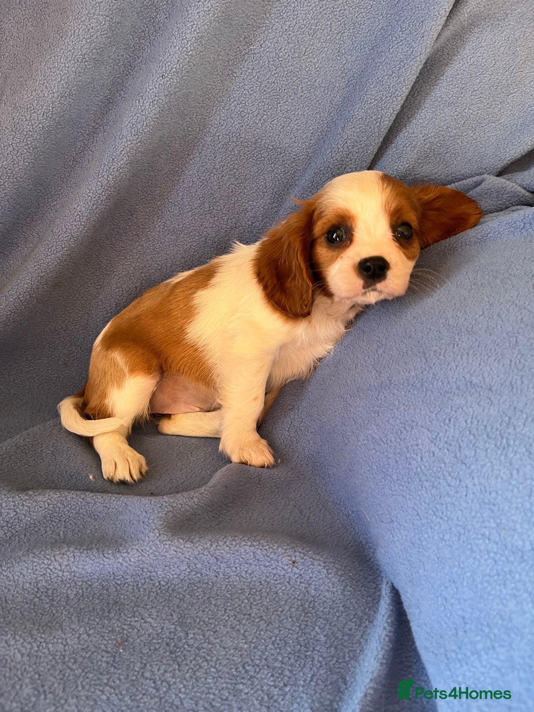 Cavalier King Charles Spaniel dogs for sale: Stunning Cavalier Puppies - Image 9