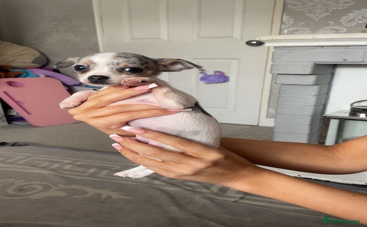 Chihuahua dogs - Advert 10