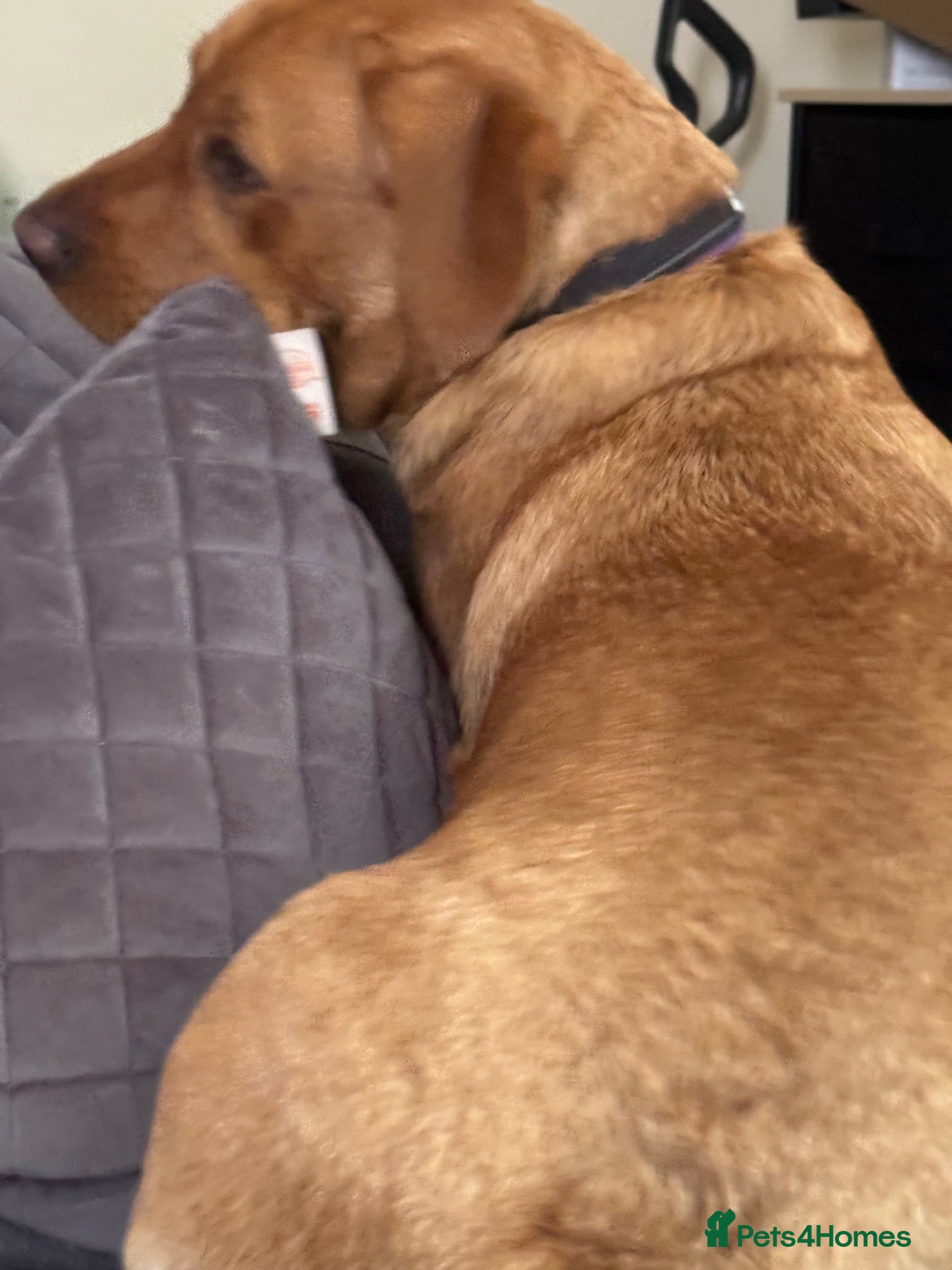 Labrador Retriever dogs Labrador retriever needs a new home  - Advert 1