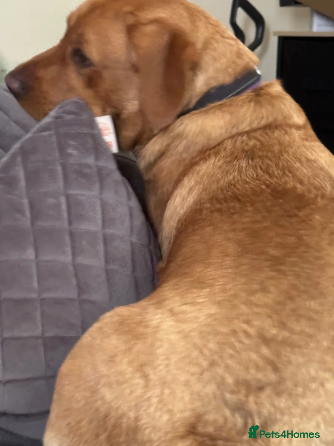 Labrador Retriever dogs for sale: Labrador retriever needs a new home  in Stafford - Advert 1