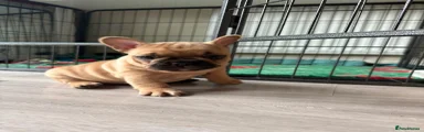 French Bulldog 3