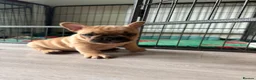French Bulldog dogs for sale: Stunning KC reg standard litter available now in Sittingbourne - Advert 2