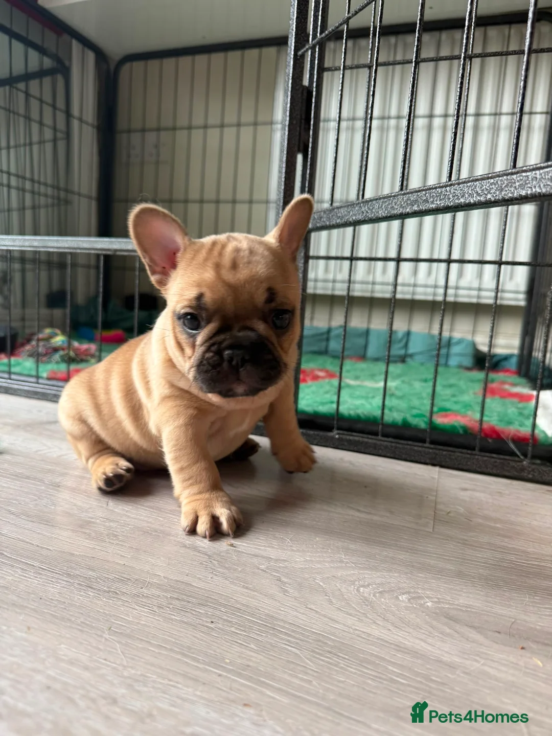 French Bulldog dogs for sale: Stunning KC reg standard litter available now in Sittingbourne - Advert 2