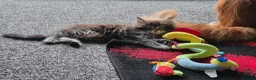 Maine Coon cats for sale: MaineCoon male kittens - Advert 15
