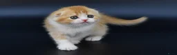 Scottish Fold cats for sale: LICENSED CATTERY PURE BREED TOP QUALITY KITTENS - Advert 15