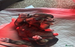 Dachshund dogs for sale: 🐾 Beautiful Dachshund Puppies - Image 15
